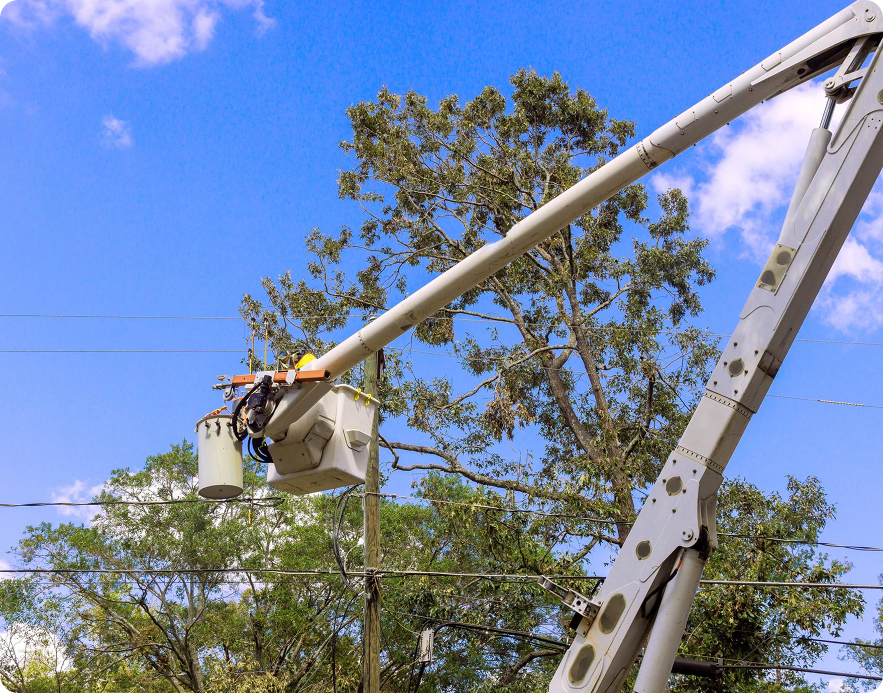 Tree line clearance
